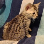 Mau silver Male kitten DOB 8/10/21