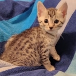 Mau silver Male kitten DOB 8/10/21