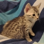 Mau silver Male kitten DOB 8/10/21