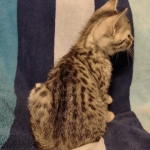 Mau silver Male kitten DOB 8/10/21