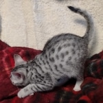 Mau silver Male kitten DOB 8/10/21