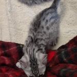 Mau silver Male kitten DOB 8/10/21
