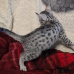 Mau silver Male kitten DOB 8/10/21