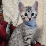Mau silver Male kitten DOB 8/10/21
