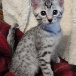 Mau silver Male kitten DOB 8/10/21