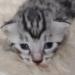 Mau silver Male kitten DOB 8/10/21