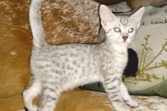 Rumi Egyptian Mau, Silver, Male, DOB 8-17-20