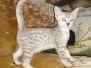 Rumi Egyptian Mau, Silver, Male, DOB 8-17-20