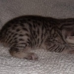 Mau, Silver, Male, DOB 8-17-20