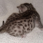 Mau, Silver, Male, DOB 8-17-20