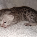 Mau, Silver, Male, DOB 8-17-20