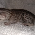 Mau, Silver, Male, DOB 8-17-20