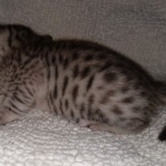 Mau, Silver, Male, DOB 8-17-20