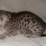 Mau, Silver, Male, DOB 8-17-20