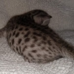 Mau, Silver, Male, DOB 8-17-20