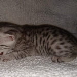 Mau, Silver, Male, DOB 8-17-20