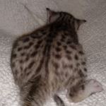 Mau, Silver, Male, DOB 8-17-20