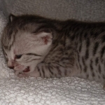 Mau, Silver, Male, DOB 8-17-20