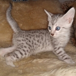 Mau, Silver, Male, DOB 8-17-20