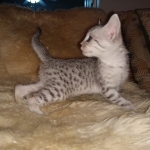 Mau, Silver, Male, DOB 8-17-20