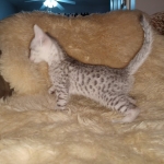 Mau, Silver, Male, DOB 8-17-20