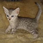 Mau, Silver, Male, DOB 8-17-20