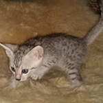 Mau, Silver, Male, DOB 8-17-20