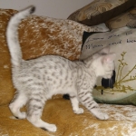 Mau, Silver, Male, DOB 8-17-20