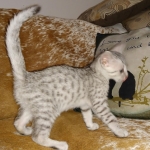 Mau, Silver, Male, DOB 8-17-20