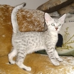 Mau, Silver, Male, DOB 8-17-20