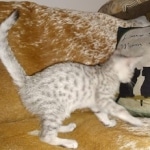 Mau, Silver, Male, DOB 8-17-20