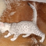 Mau, Silver, Male, DOB 8-17-20