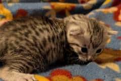 Egyptian Mau Silver Male Kitten DOB 8-21-26