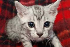 Midnight Egyptian Mau Silver Male DOB 8-25-21 #1