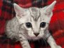 Midnight Egyptian Mau Silver Male DOB 8-25-21 #1