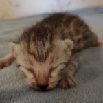 Mau silver male DOB 8-25-21