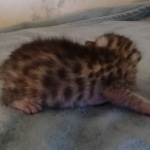 Mau silver male DOB 8-25-21