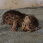 Mau silver male DOB 8-25-21