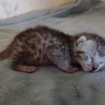 Mau silver male DOB 8-25-21