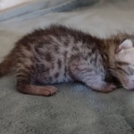 Mau silver male DOB 8-25-21