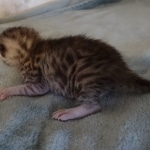 Mau silver male DOB 8-25-21