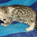 Mau silver male DOB 8-25-21