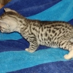 Mau silver male DOB 8-25-21