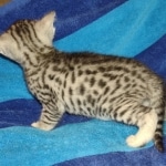 Mau silver male DOB 8-25-21