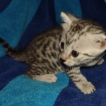 Mau silver male DOB 8-25-21