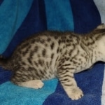 Mau silver male DOB 8-25-21