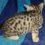 Mau silver male DOB 8-25-21