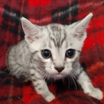 Mau silver male DOB 8-25-21