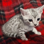 Mau silver male DOB 8-25-21