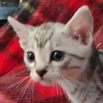 Mau silver male DOB 8-25-21